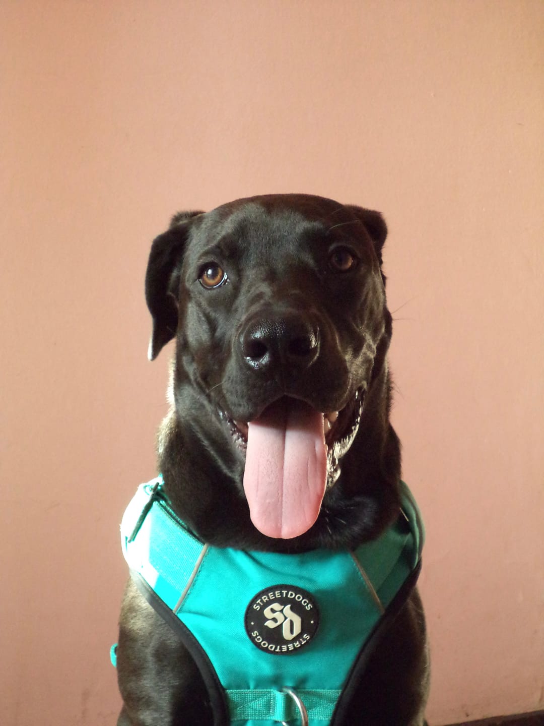 Customer photo review of Arnés Comfort para Perros - Street Dogs - Turquoise