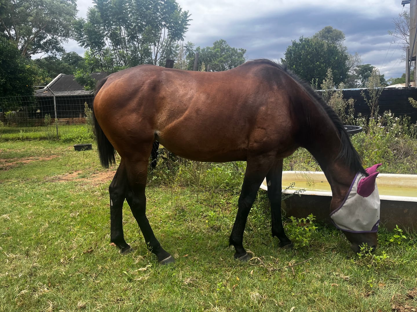 Customer photo review of Equimin Trophy (Supplement For Horses & Game)