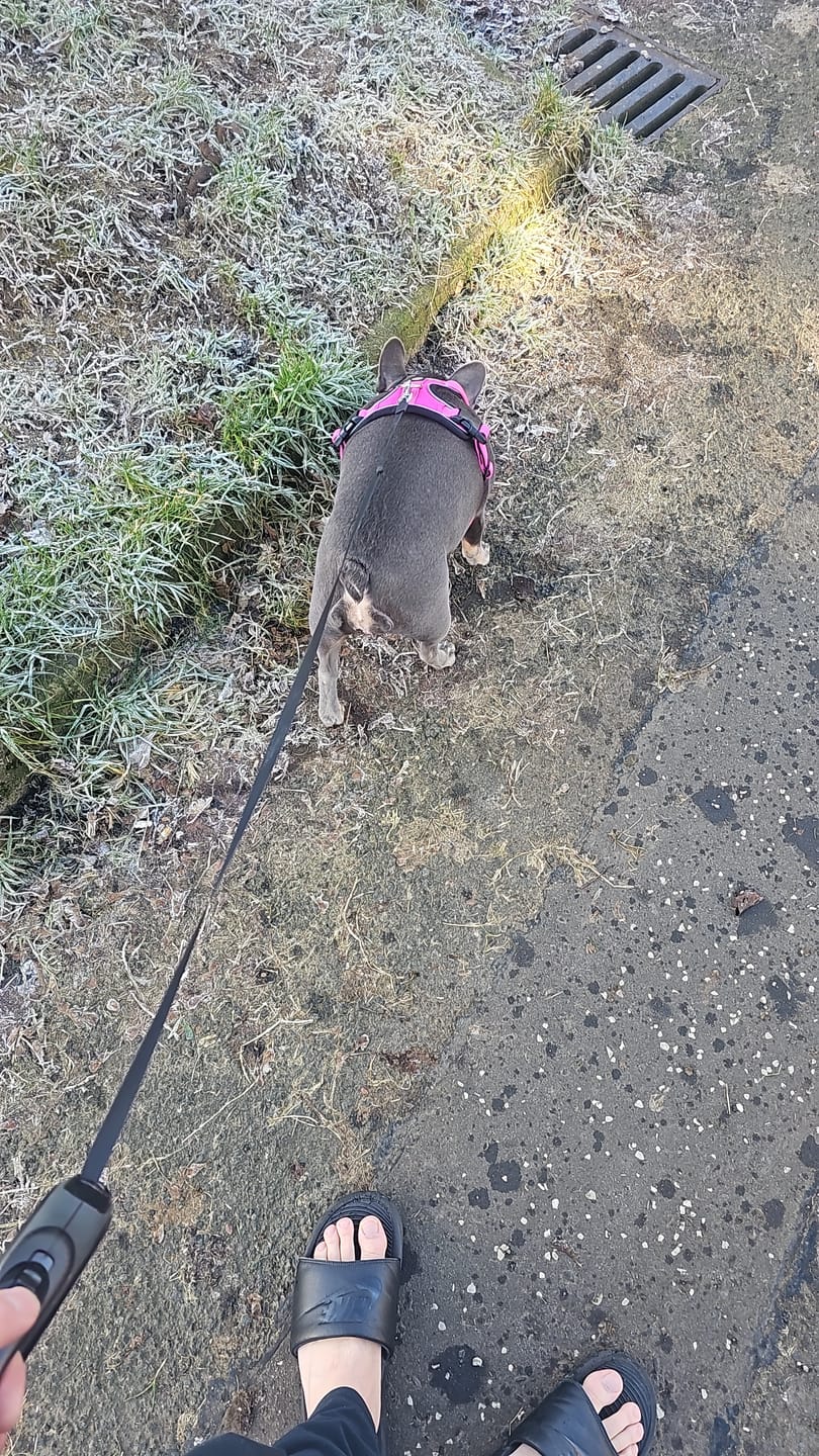 Customer photo review of Comfort Premium Harness | Non Restrictive - Magenta