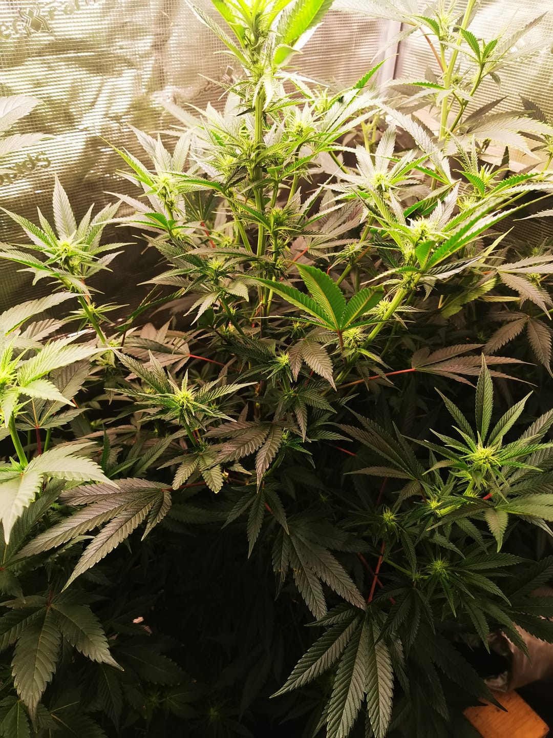Customer photo review of Hanfsteckling | Seriotica