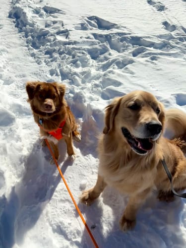 Customer photo review of Biothane Long Line with Detachable Handle