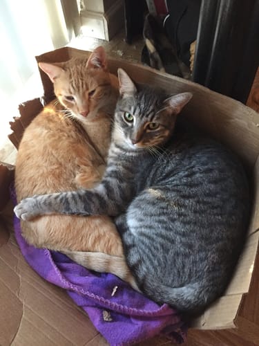 Customer photo review of 2x Blisso Advanced Cat Probiotic | Cat Probiotic for Diarrhea & Kidney Support