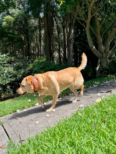 Customer photo review of Hand Made Leather Dog Collar - Imperial Orange & Chrome (Wide Fit)
