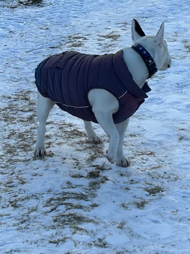 Reviewer's Bull Terrier standing in the snow wearing the Cosmic WarmShield Water-Resistant Jacket.