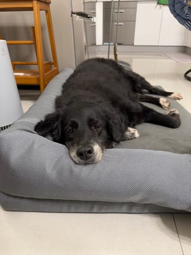 Customer photo review of Yuna L型狗狗沙發床 寵物睡墊