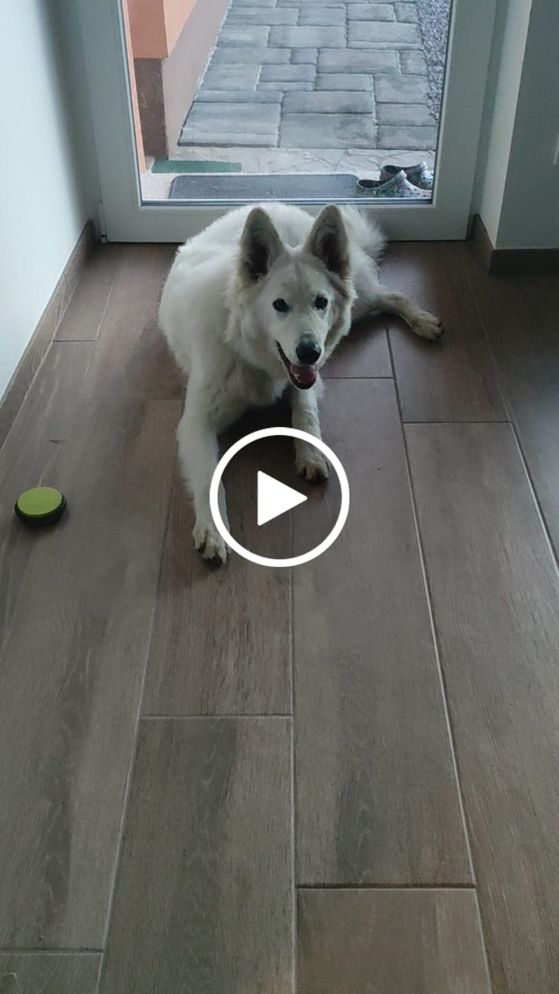 Customer video review of Bert & Hugo Ritual 5.5 — Znanost za tačke in trebušček