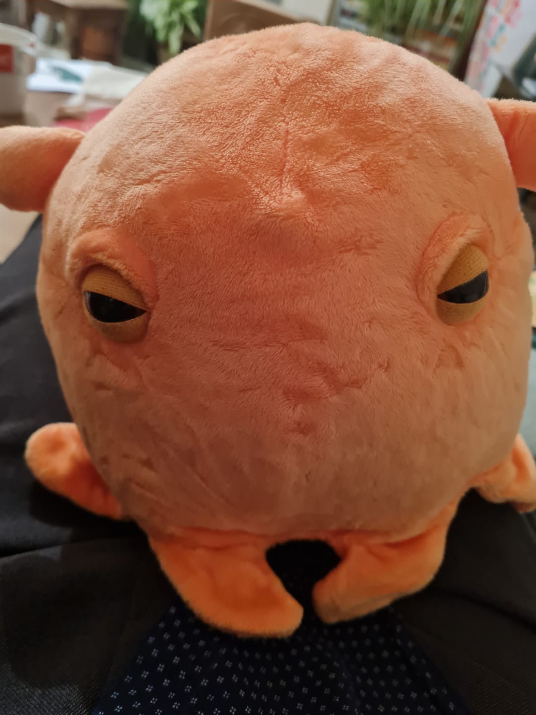 Customer photo review of Dumbo Octopus Soft Stuffed Plush Toy