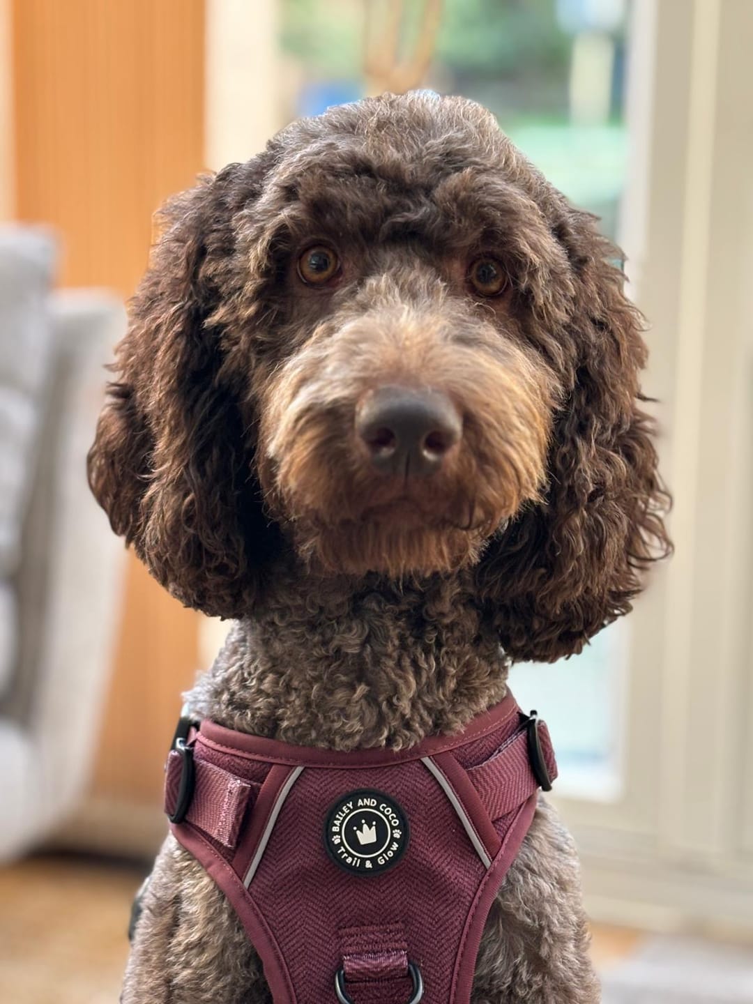 Customer photo review of Trail & Glow® Dog Harness - Mulberry Tweed