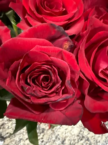 Customer photo review of Red Rose Bouquet