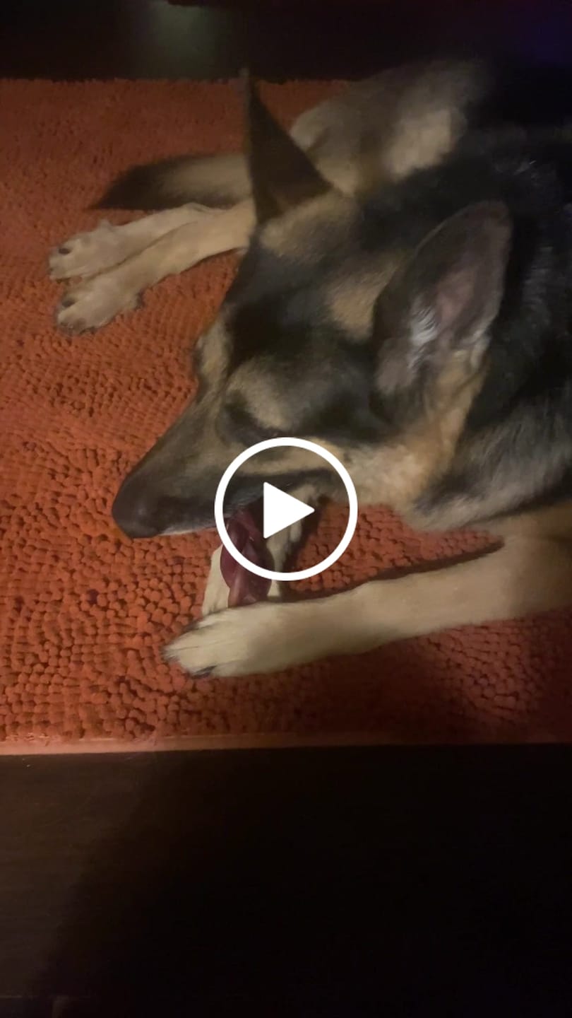 Customer video review of 6 Inch Thick Braided Bully Stick