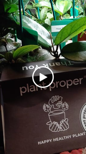 Customer video review of Hoya Villosa