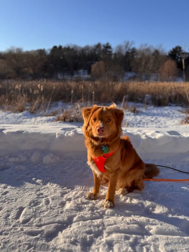 Customer photo review of Biothane Long Line with Detachable Handle