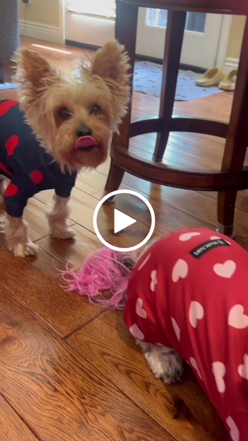 Customer video review of Dog Pajama - Red Hearts