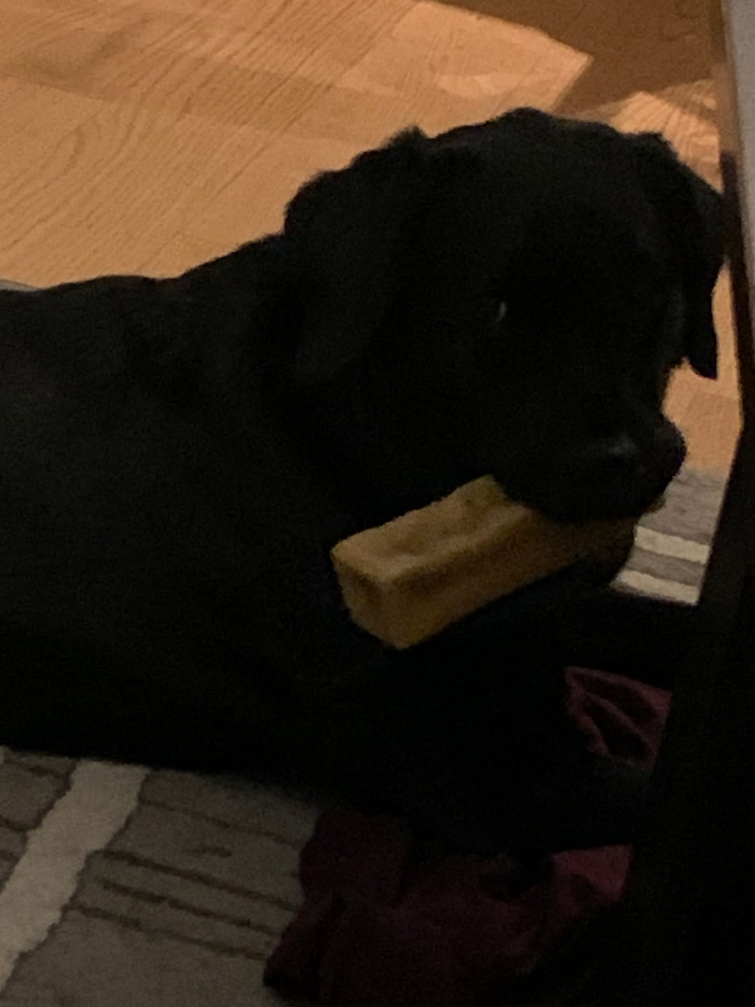 Customer photo review of Himalayan Yak Chew (MEGA)
