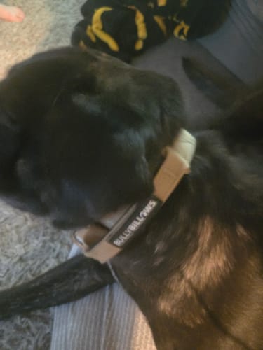 Customer's black dog wearing the tan 4cm Combat® Collar around its neck.