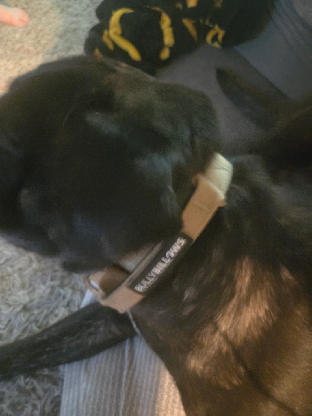 Customer photo review of 4cm Combat® Collar | Handle & Rated Clip - Tan