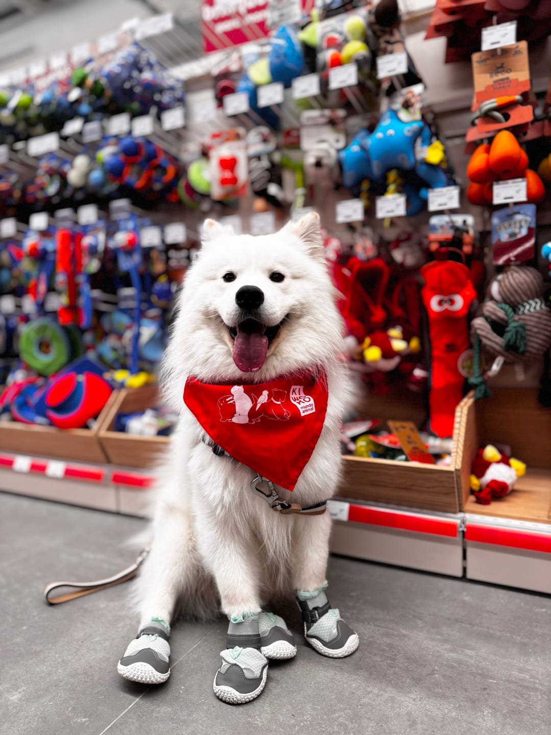 Customer photo review of Hot Pavement Pawtector Dog Shoes