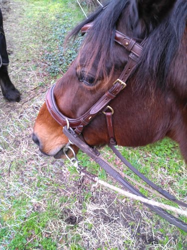 Customer photo review of Oliander Multi Bridle - MASEGO bit to bitless system
