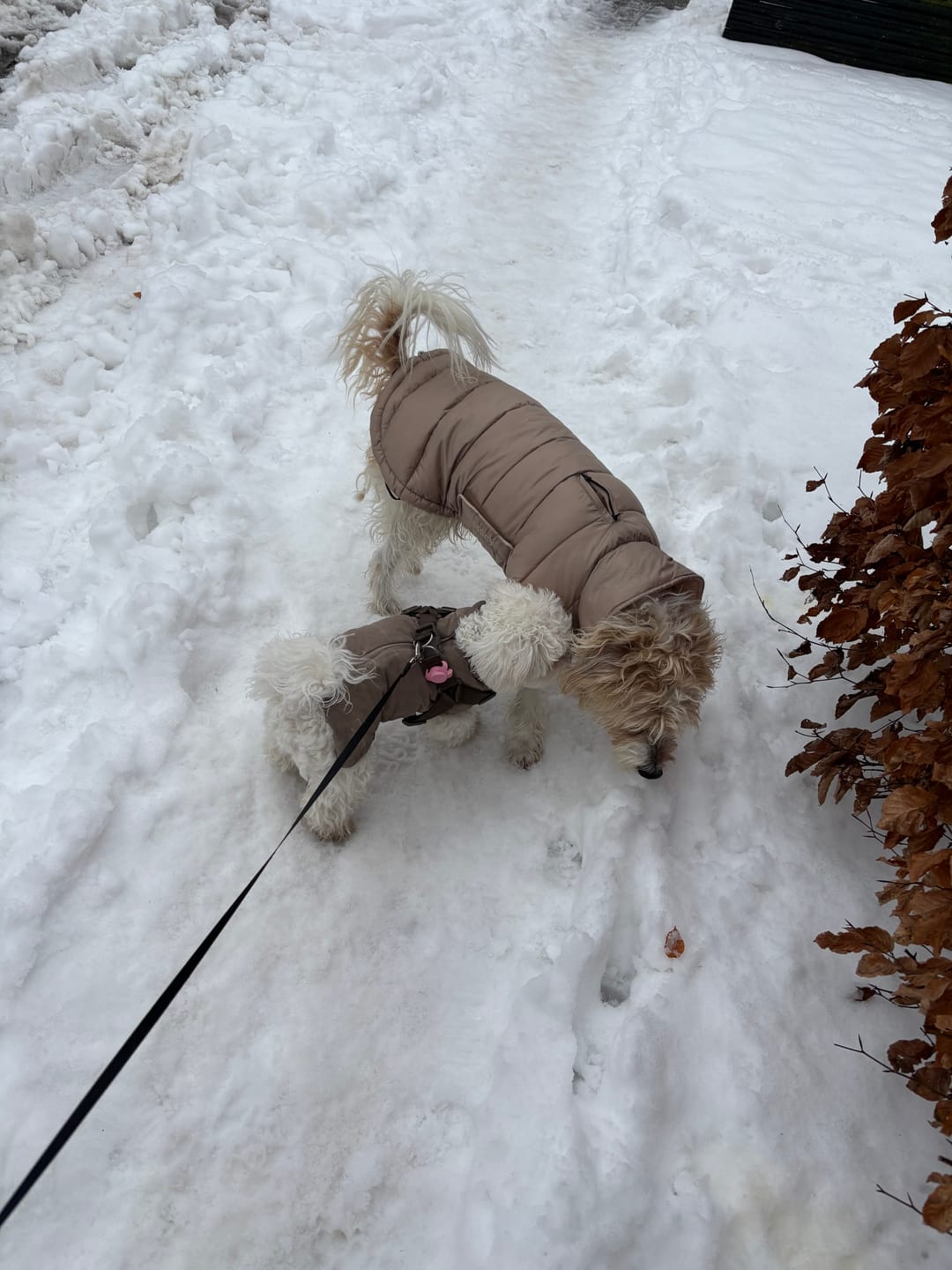 Customer photo review of Staey - Nora Hundefrakke, Natur