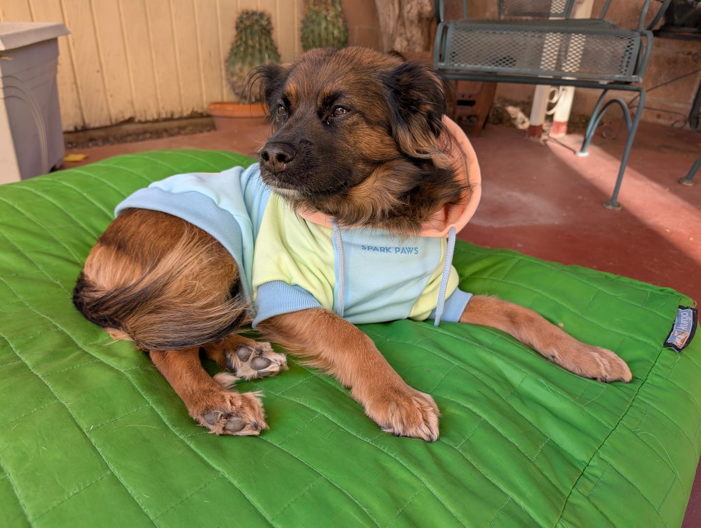 Customer photo review of Jelly Bean Dog Hoodie
