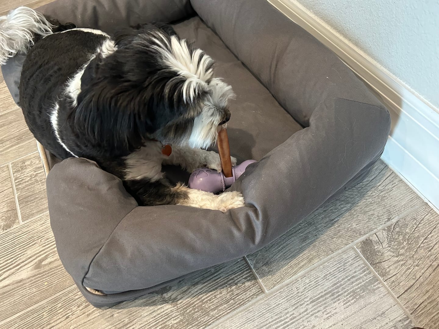 Customer photo review of 6 Inch Standard 31 Pack - Bully Sticks