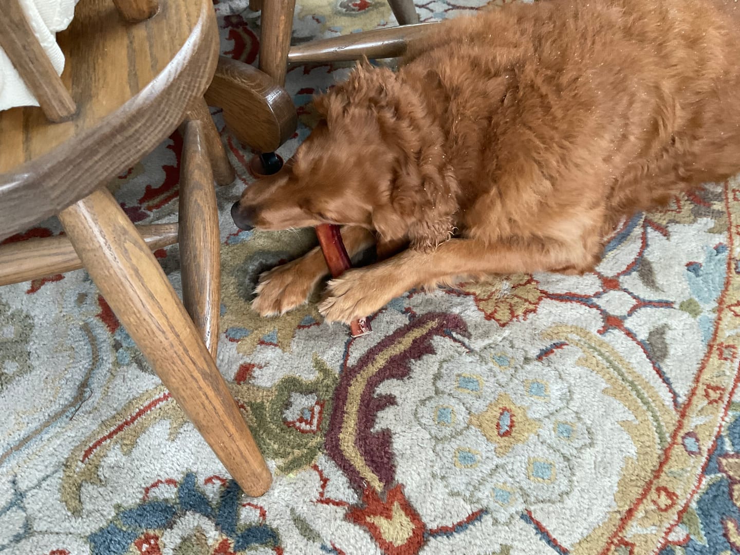 Customer photo review of PawProtect
