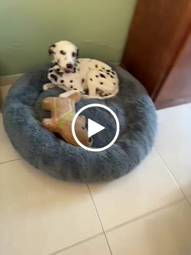 Customer video review of Cama Antiestrés para Perros