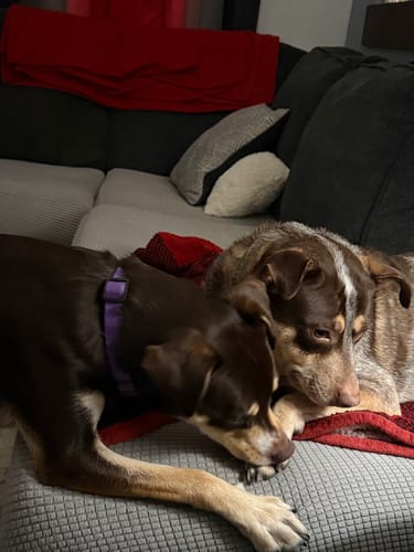 Customer's two dogs, who love their bully sticks, cuddling together on a couch.