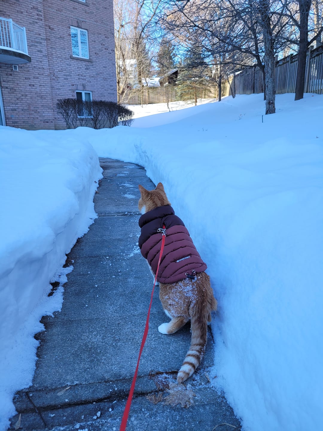 Customer photo review of PuffShield Winter Jacket - Red