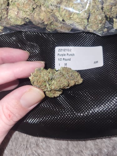 Customer photo review of Purple Punch - Bulk - Indica