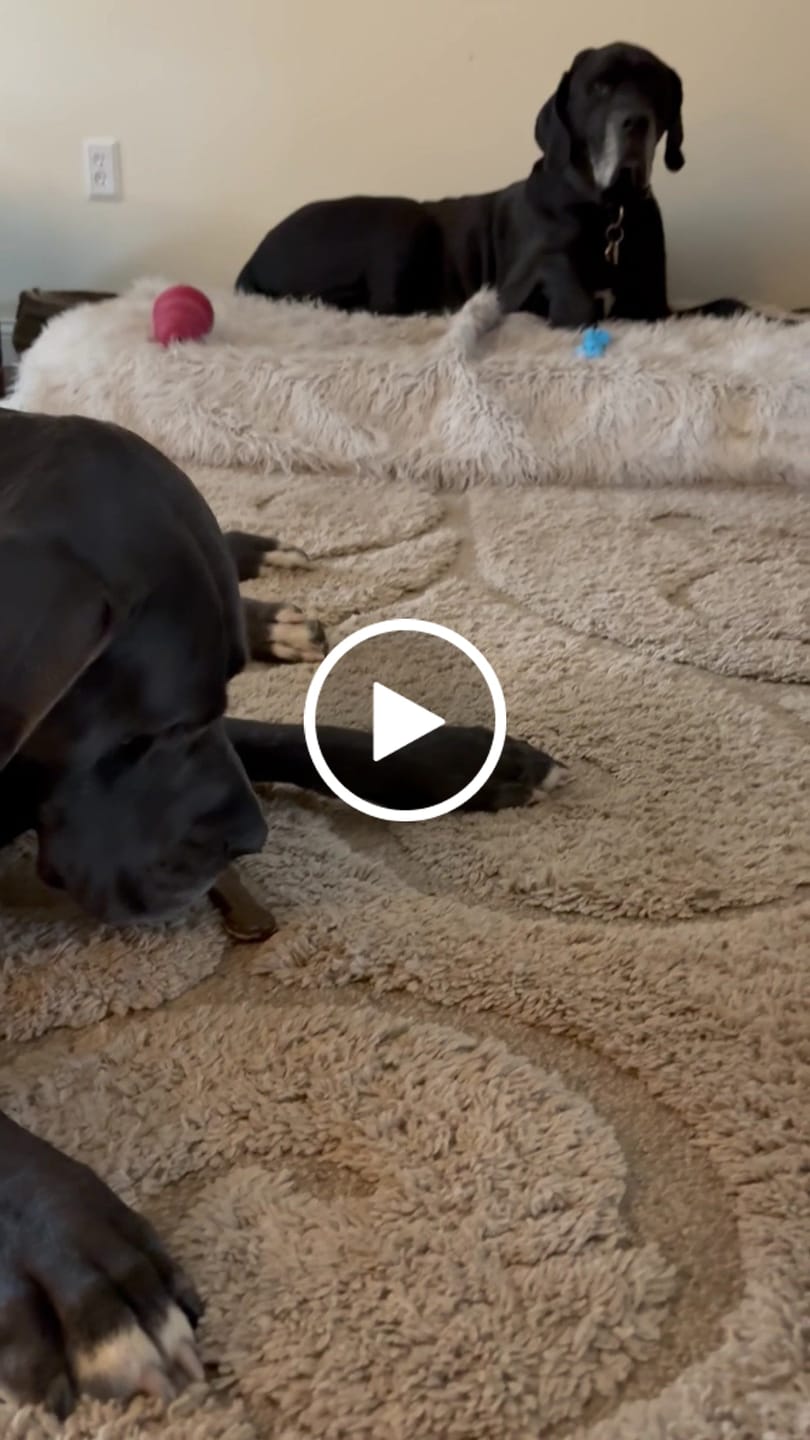 Customer video review of Earthbones Dental Chews For Dogs
