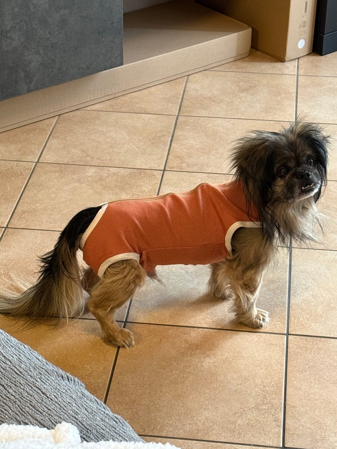 Customer photo review of Body Castrazione cane maschio