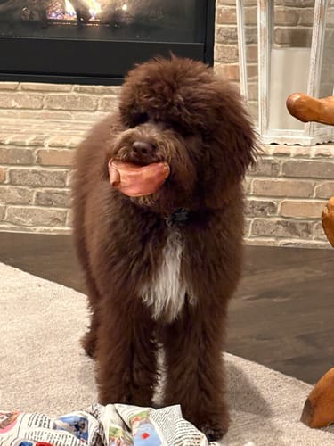 Reviewer's fluffy brown puppy holding a Monster USA Bully Stick in its mouth.