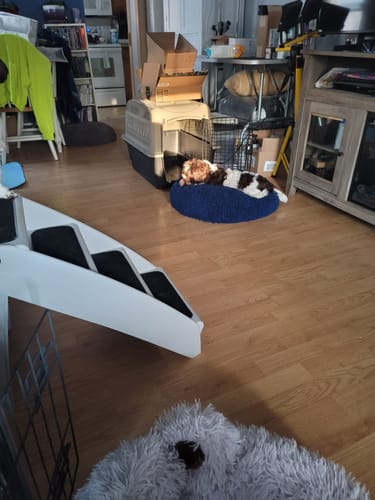 Customer's two small dogs enjoying their Small Smoked Marrow Bones in a living room.