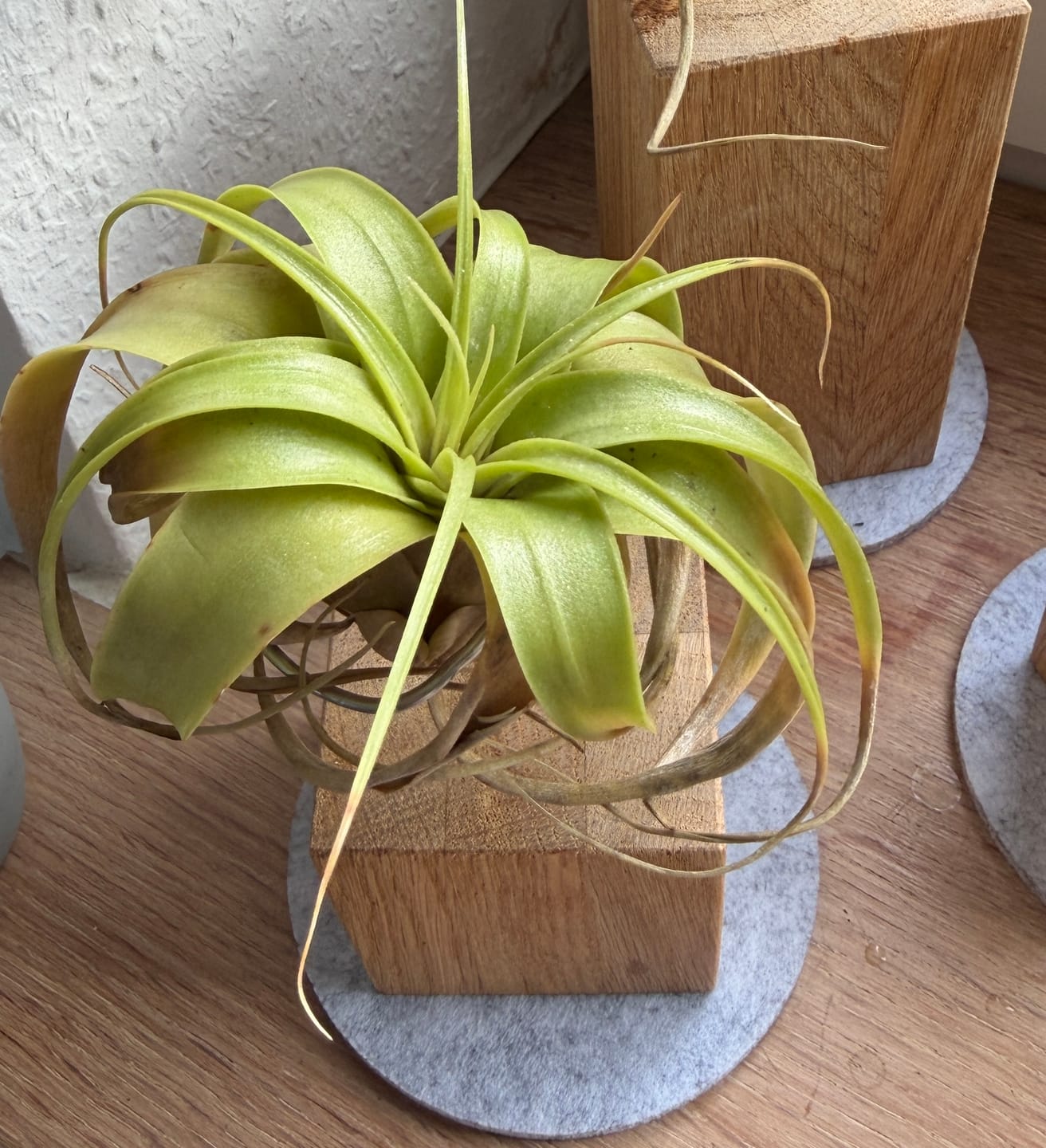 Customer photo review of Tillandsia xerographica 'Bonsai'