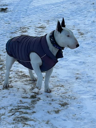 Customer's Bull Terrier wearing the Cosmic WarmShield Water-Resistant Jacket while walking in the snow.