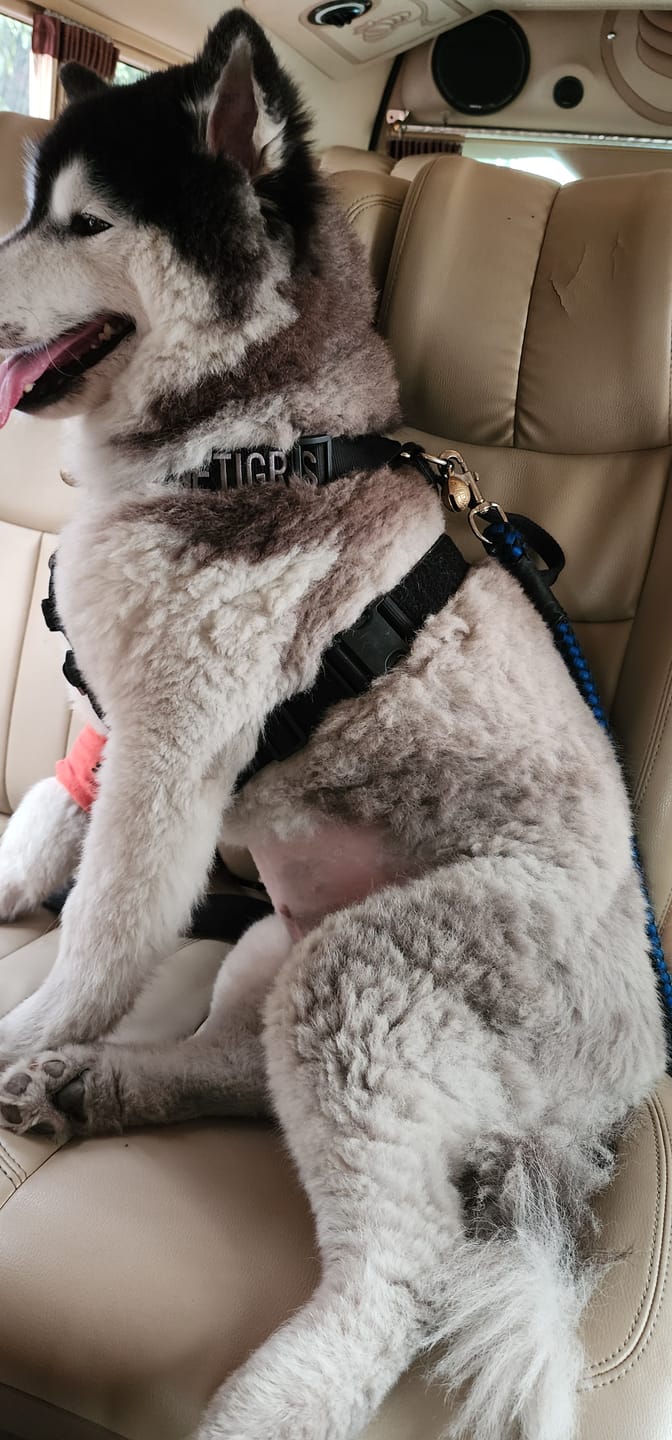 Customer photo review of GOLIATH K9 TRAINING HARNESS