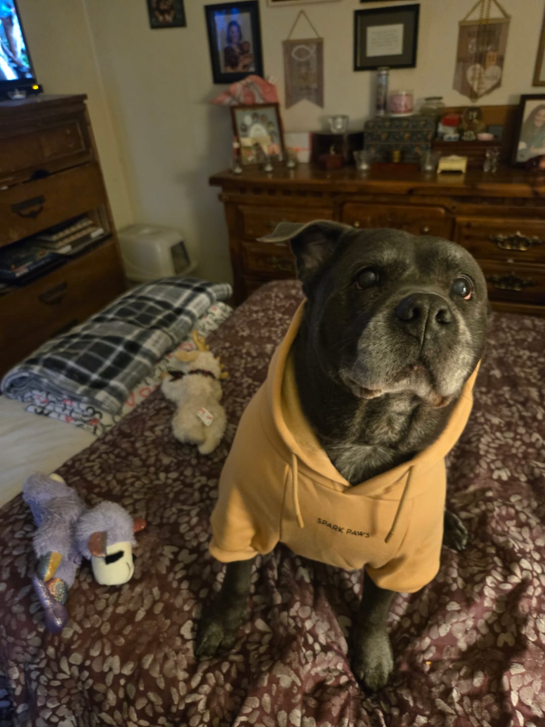 Customer photo review of Essential Dog Hoodie - Caramel