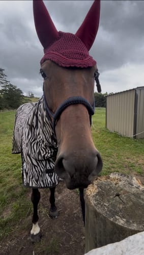 Customer photo review of Lemieux Diamante Acoustic Fly Hood