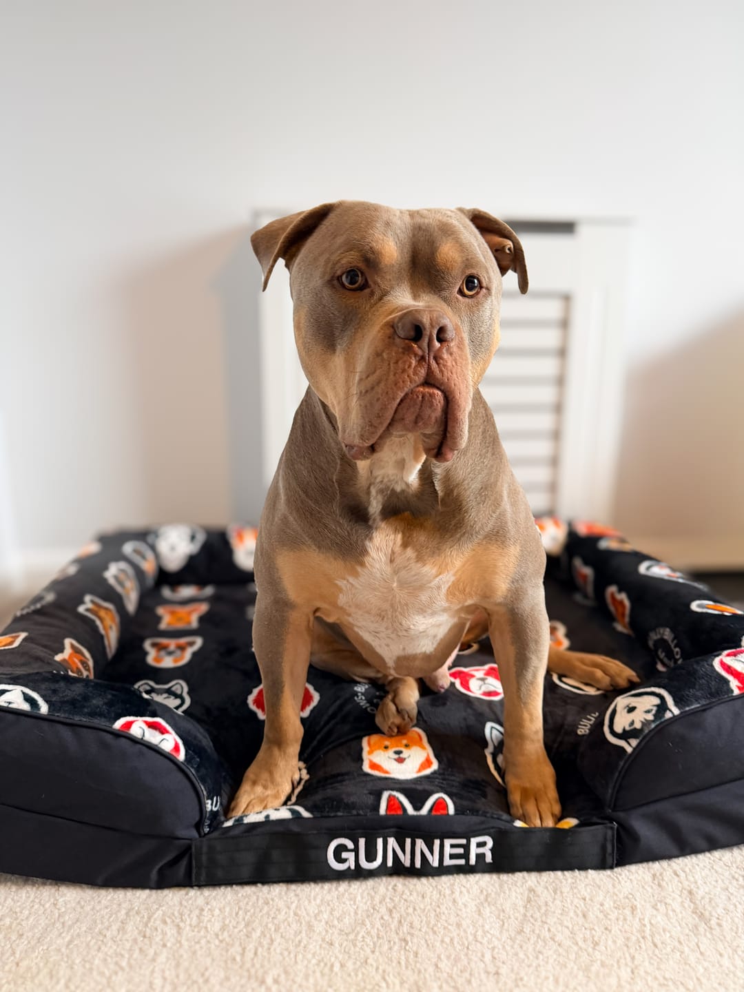 Customer photo review of Luxury Dog Bed - Black Edition | Add your dogs name