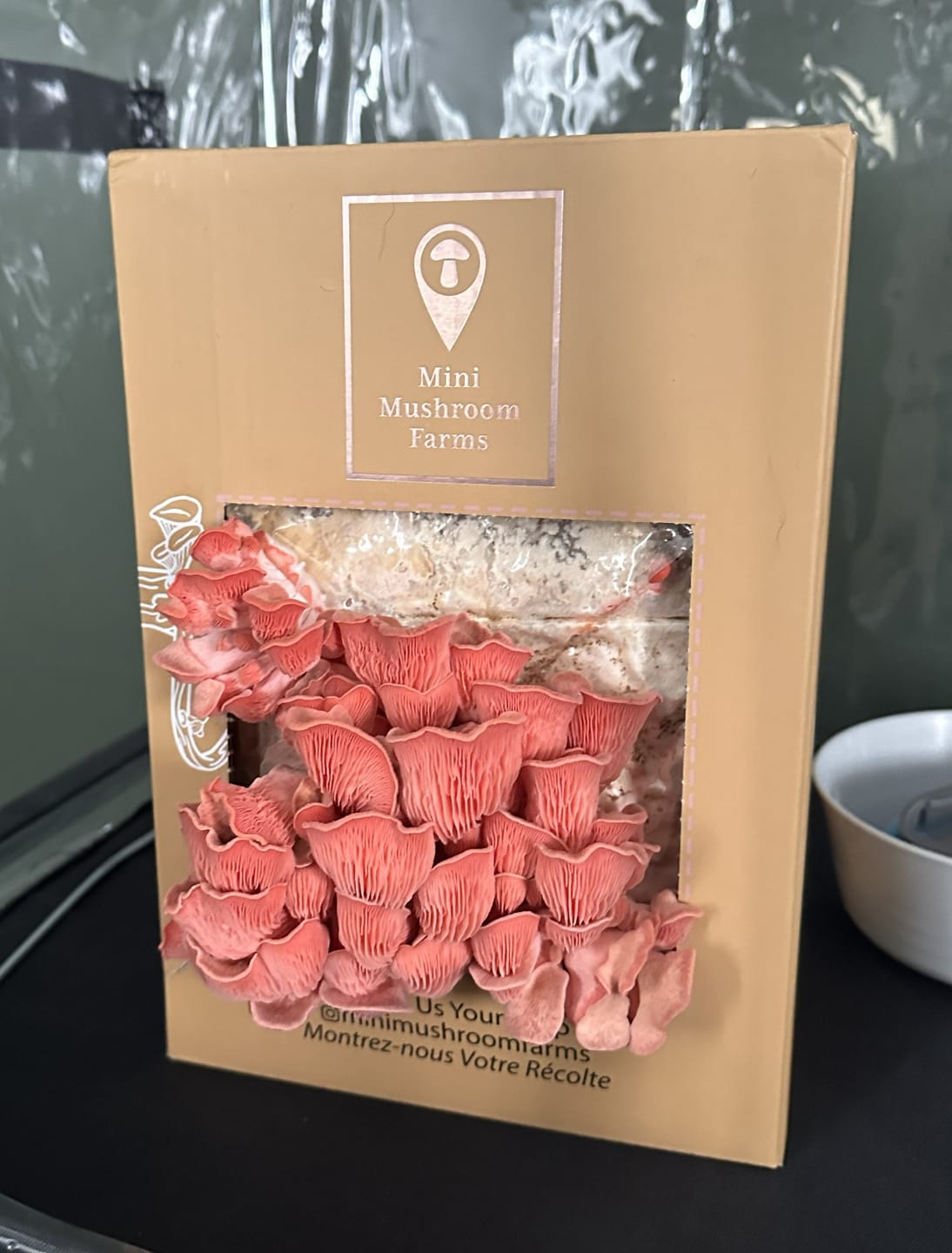 Customer photo review of 2 Essentials Bundle Gift Sets +2 Grow Kits