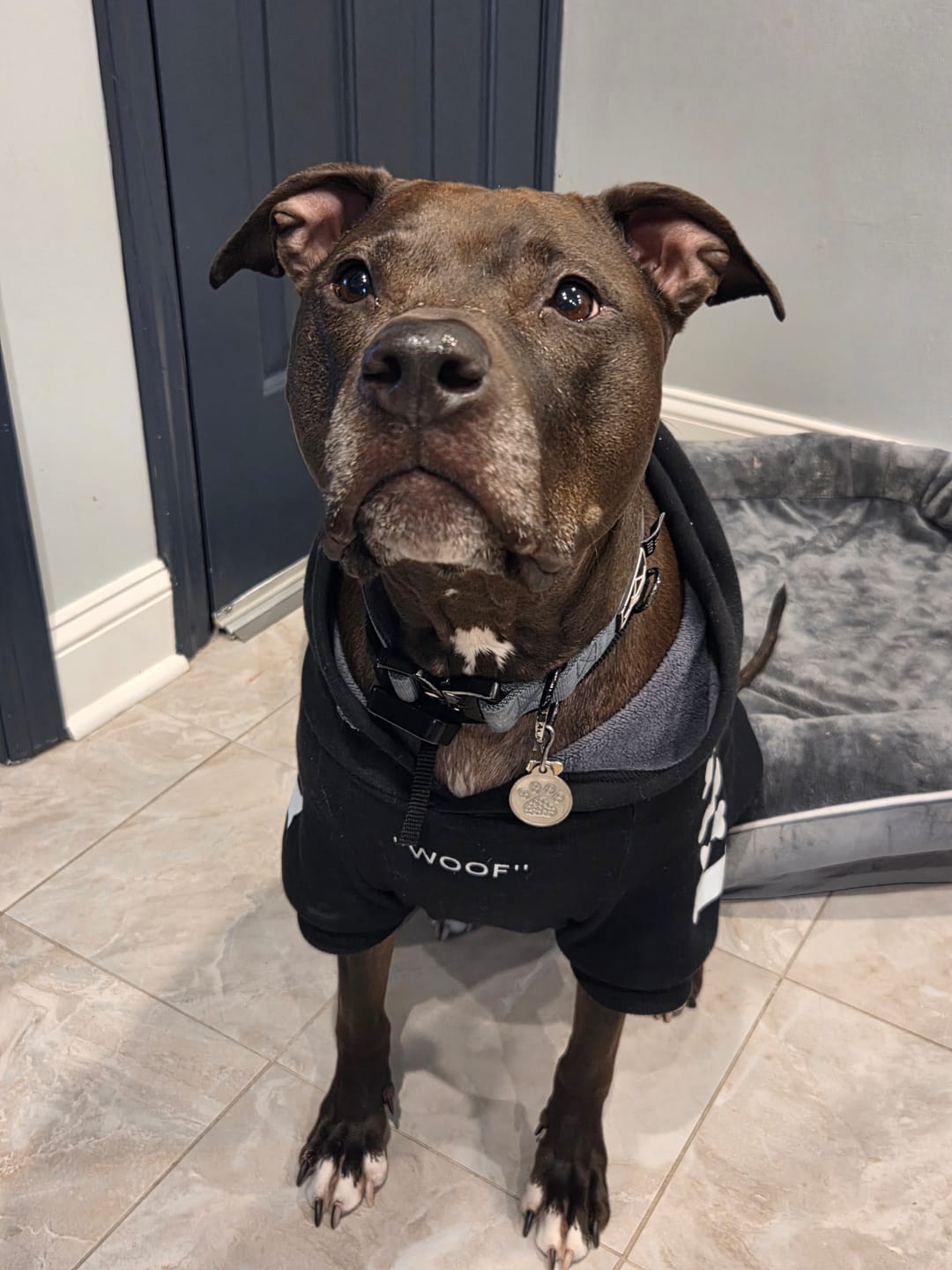 Customer photo review of "WOOF" Dog Hoodie - Black & Reflective