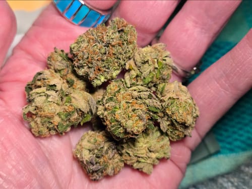 Customer holding a handful of dense, green Royal Cherry buds in their palm.