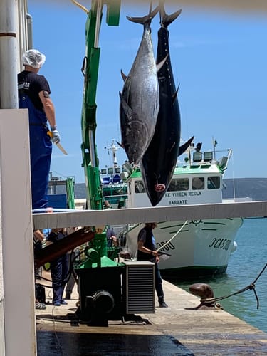Customer photo review of Yellowfin Tuna Loin Steaks (High Grade Frozen)