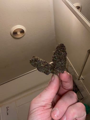 Customer photo review of Tropicana Cherry THCA Flower