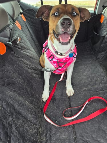 Customer photo of a dog secured by a Team K9 car safety belt in the back seat