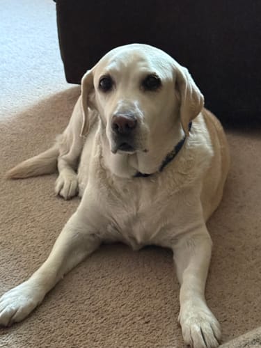 Customer photo review of DE-01 Dental Dogbiotic - Brand Page