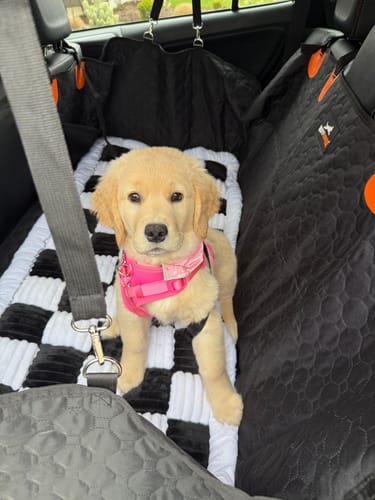 Customer photo review of RuffRover 2.0™ - Hard Bottom Dog Car Seat Protector