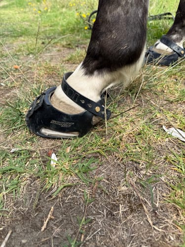 Customer photo review of Hoof Woolly Soles
