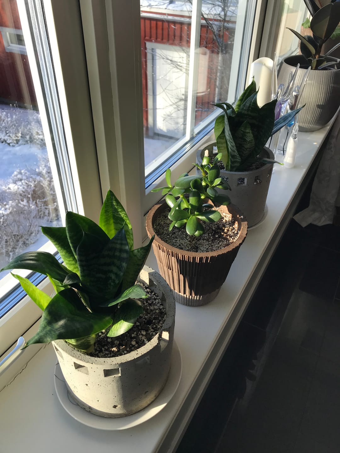 Customer photo review of Cacti & Succulent Mix